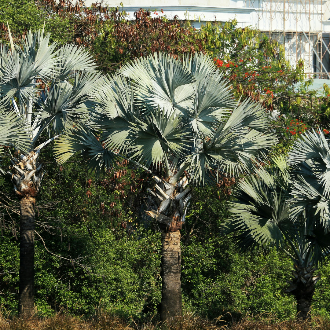 Bismarckia Palm | Bismarckia Nobilis | Buy Online Cape Town – Cape