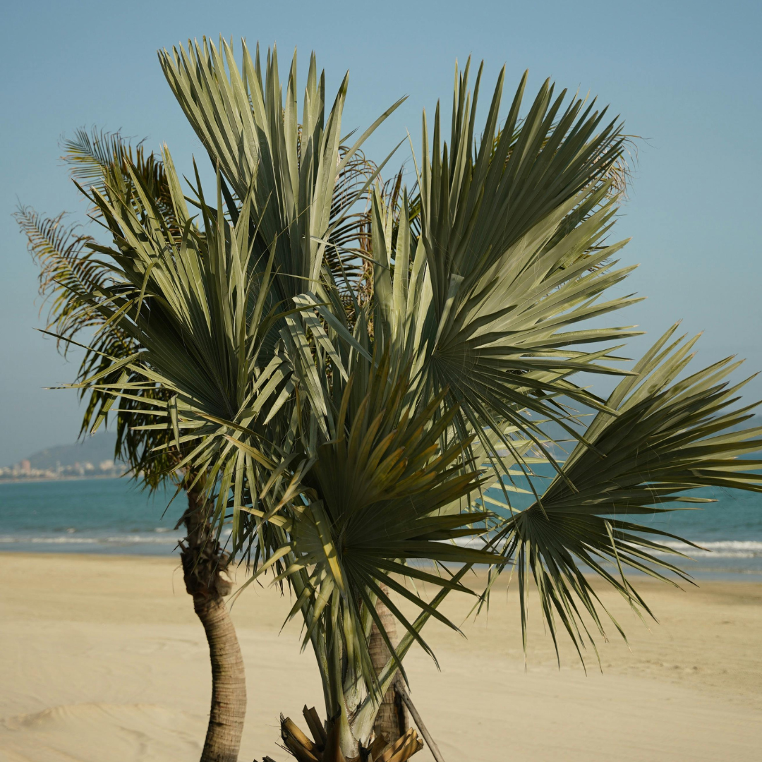 Bismarckia Palm | Bismarckia Nobilis | Buy Online Cape Town – Cape