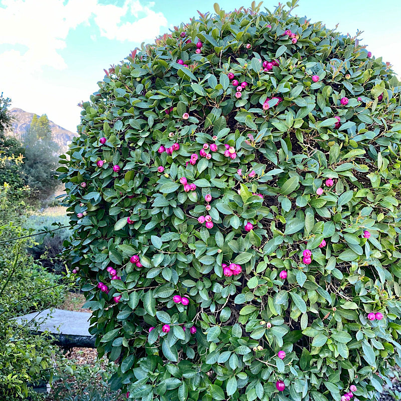 Syzygium Paniculatum South Africa