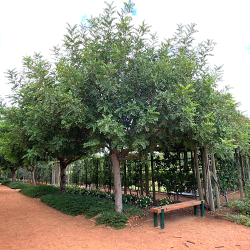 Carob Tree