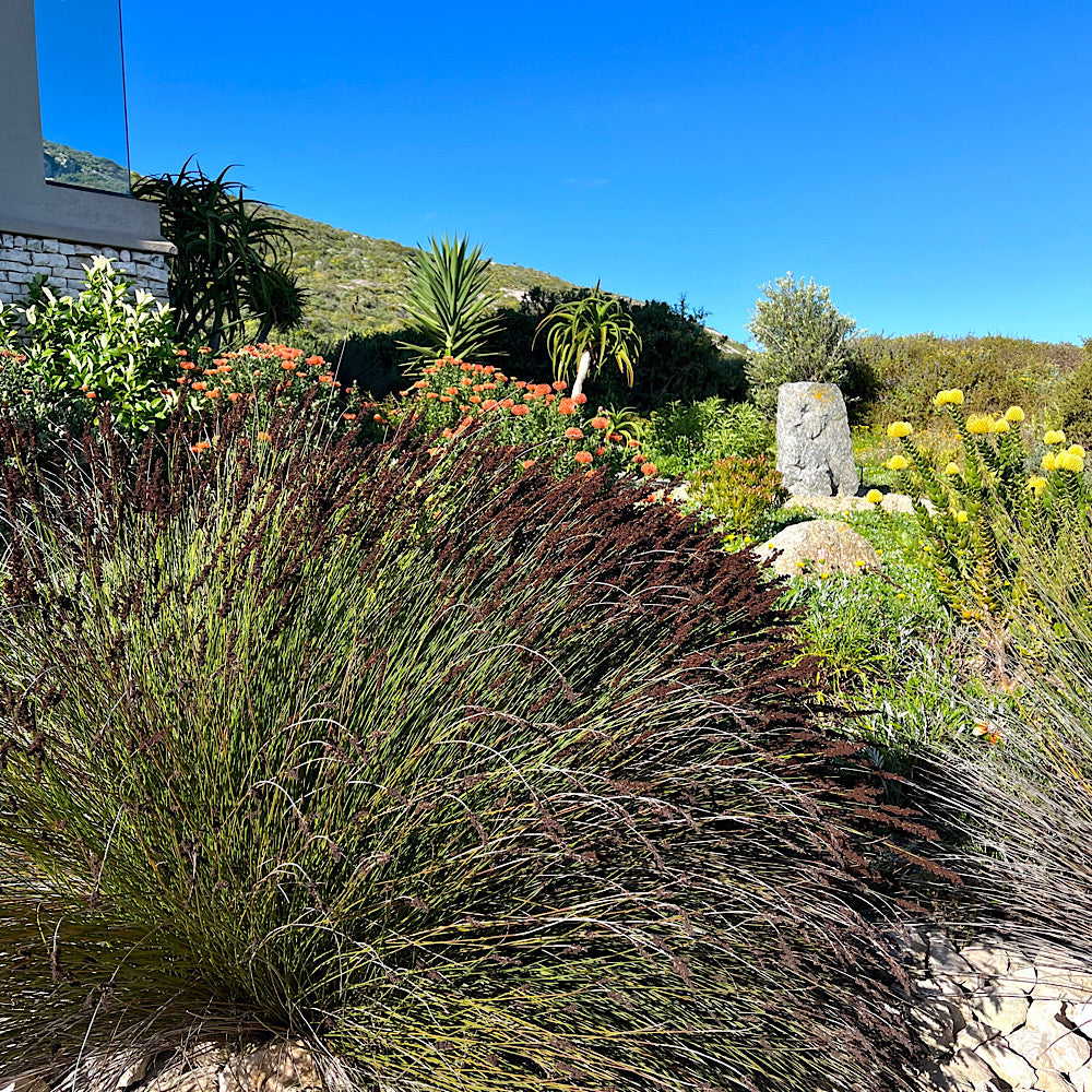 Buy Cape Thatching Reed Cape Town | Best Indigenous Fynbos Plants ...