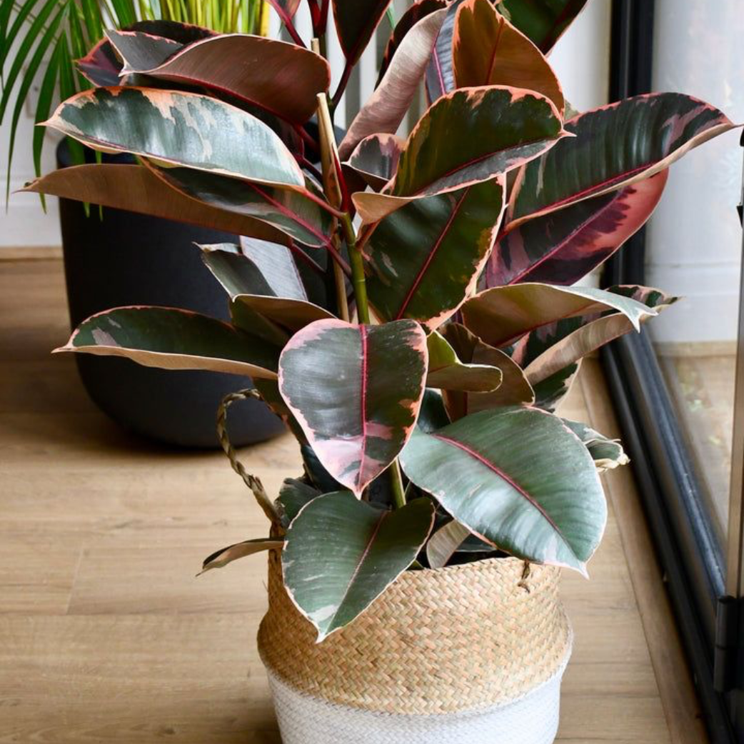 rubber tree south africa Rubber Plant