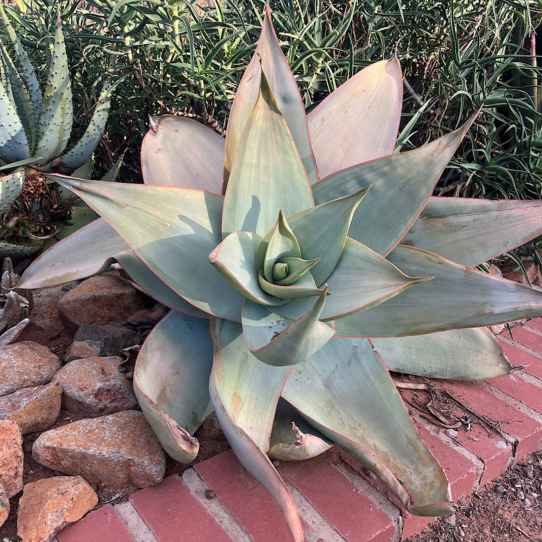 Coral Aloe | Aloe Striata  Buy Online Cape Town  Cape Garden Online