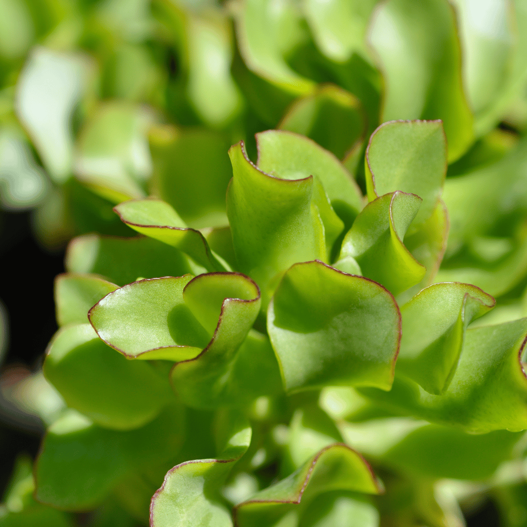 succulent with curly leaves Crassula Curly Grey | Silver Jade Plant
