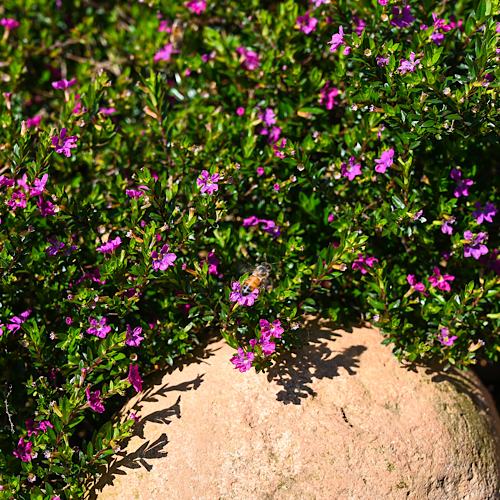 False Heather | Cuphea Mexicana Purple – Cape Garden Online