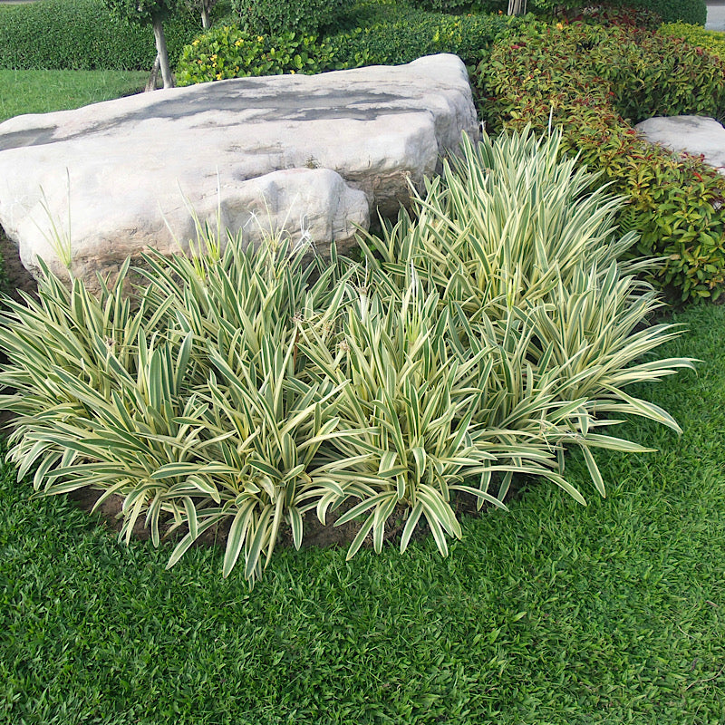 white striped tasman flax lily Tasmanian Flax-Lily
