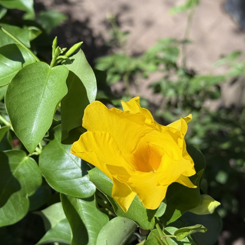 Bright yellow Dipladenia with glossy foliage – Cape Garden Online