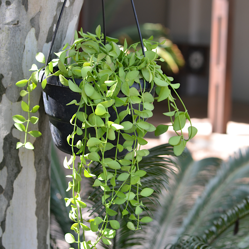 hanging plants cape town String of Footballs Hanging Basket Cape Town