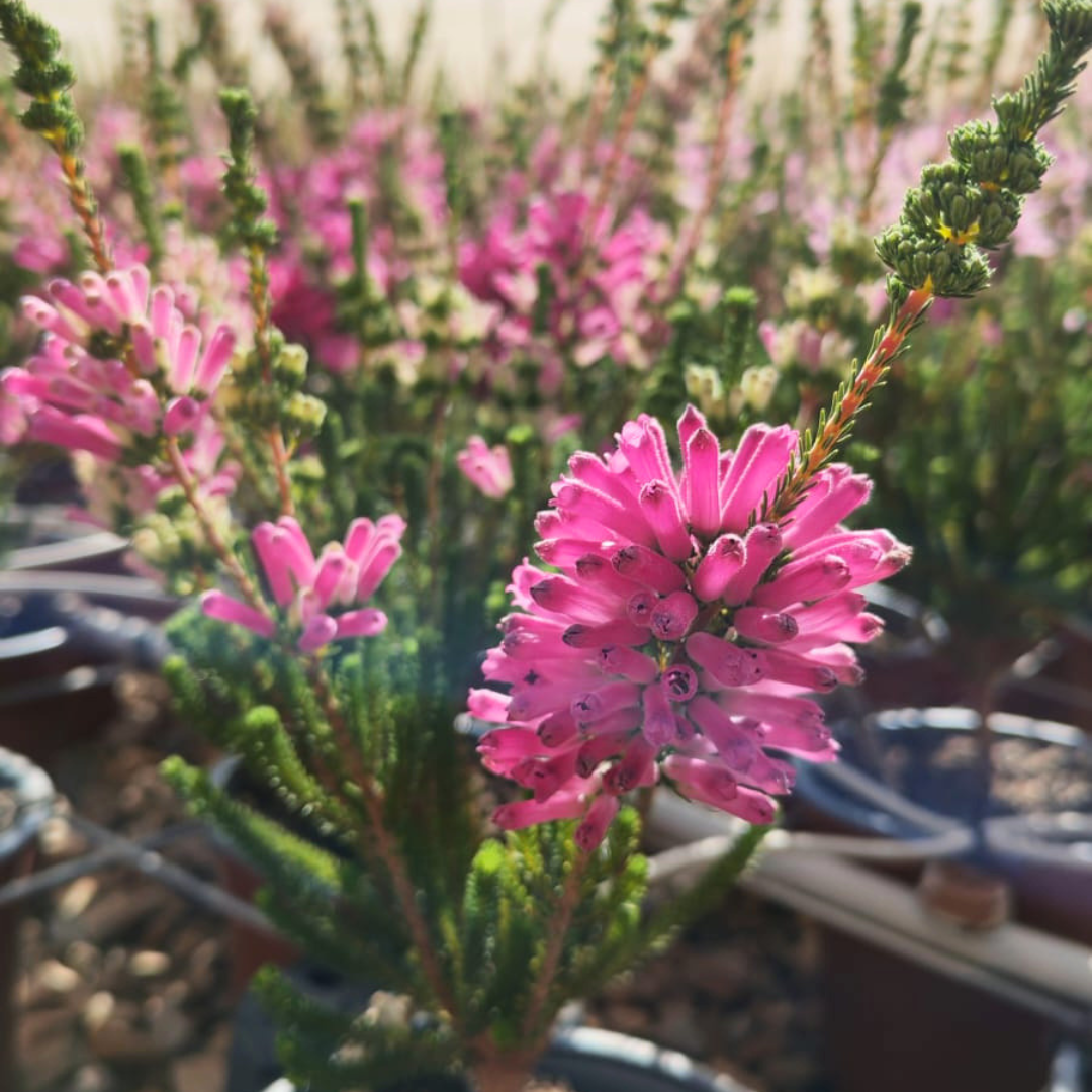 Erica verticillata | Rare Fynbos Heath