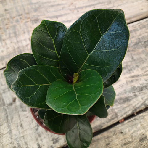 fiddle leaf fig south africa Dwarf Fiddle Leaf Fig