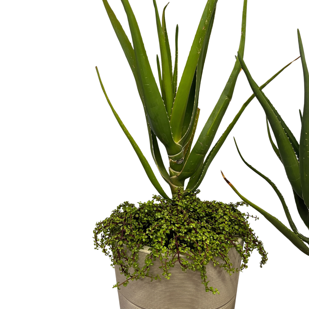 graffiti pot plant Stone Floridis Amsterda Graffiti Cylinder Pot – Cape Garden Online