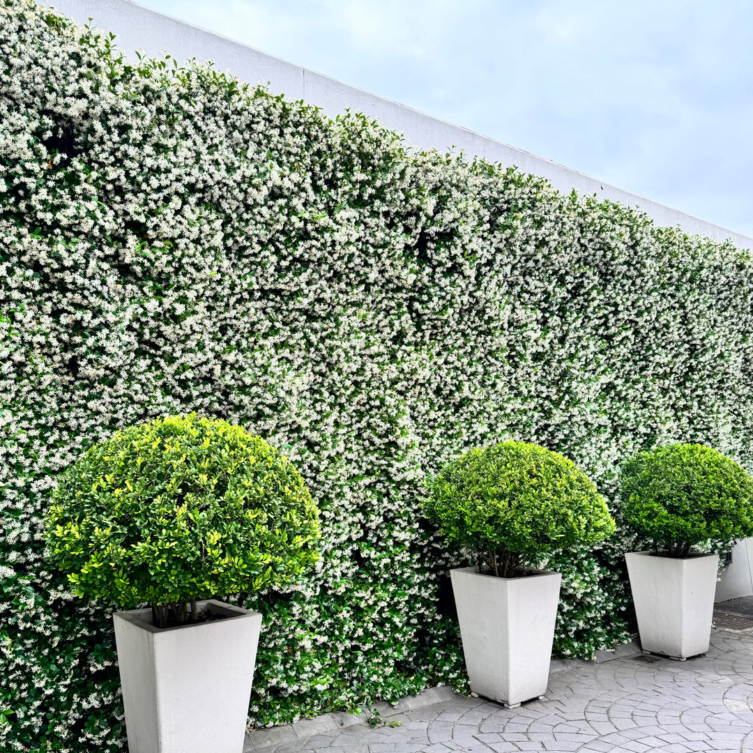 Star Jasmine | Fragrant Evergreen Climber for Fences & Walls