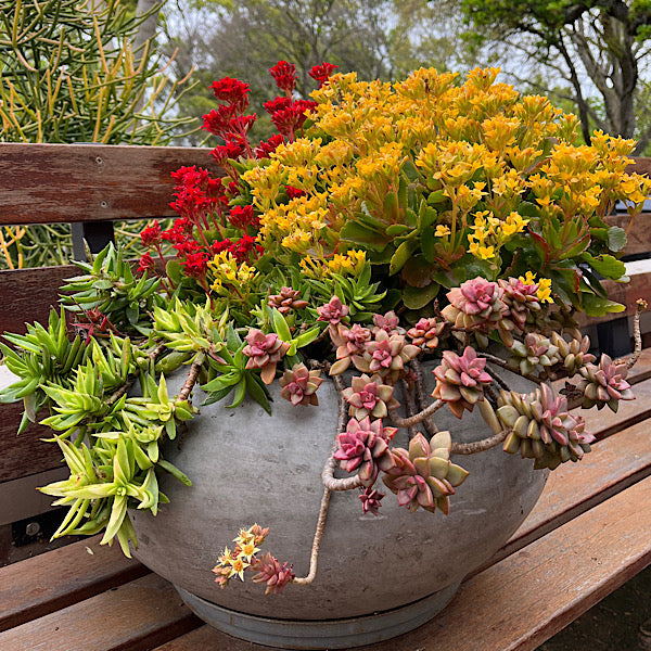 Graptosedum Vera Higgins | Bronze Red Succulent