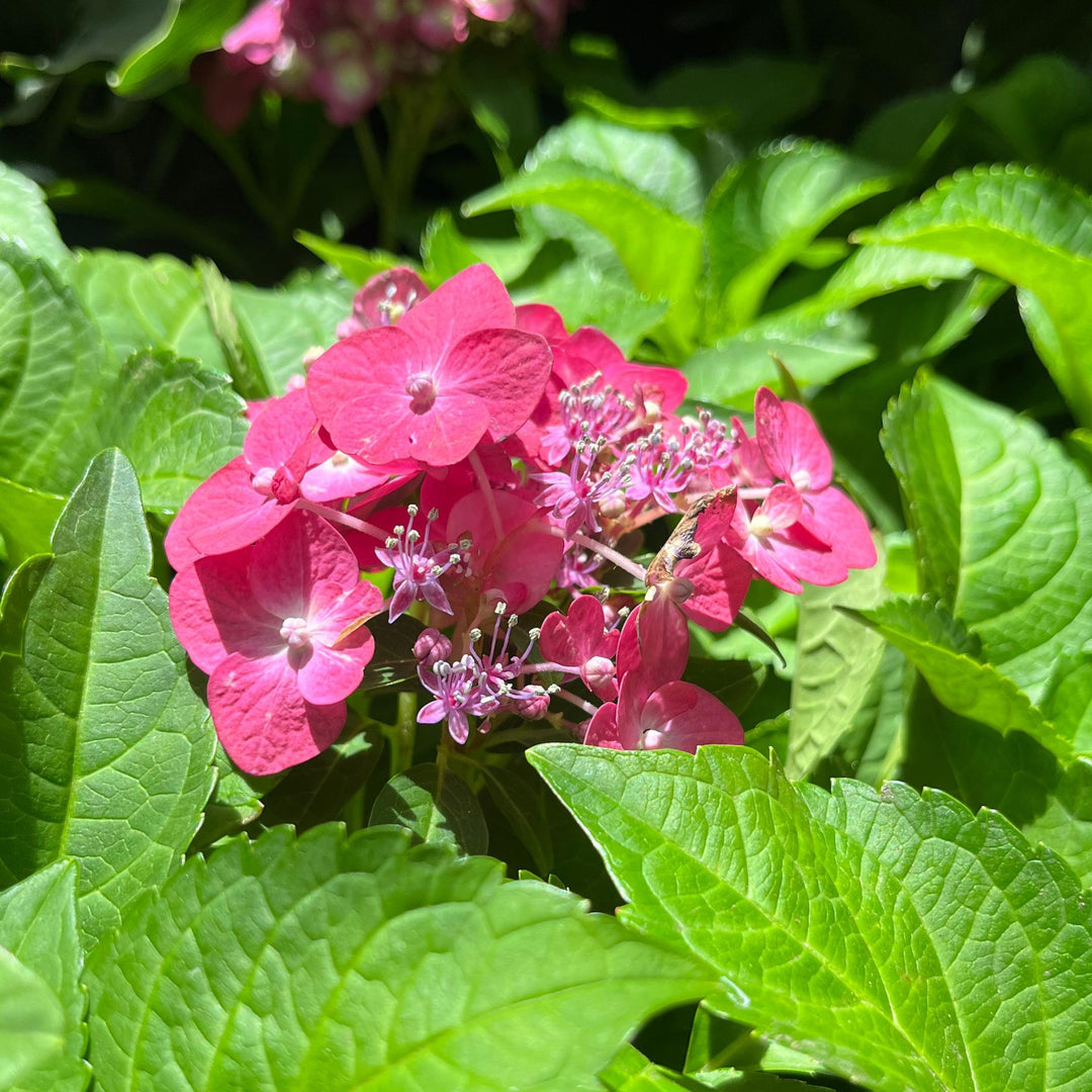 Hydrangea Endless Summer Love | Cape Town Shade Plant Western Cape
