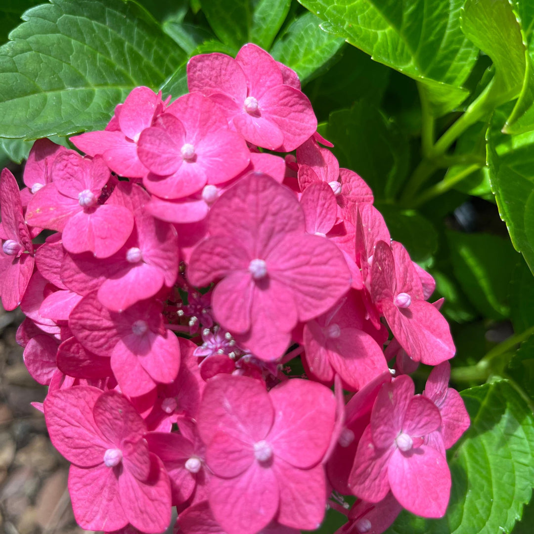 Hydrangea Endless Summer Love | Cape Town Shade Plant Western Cape