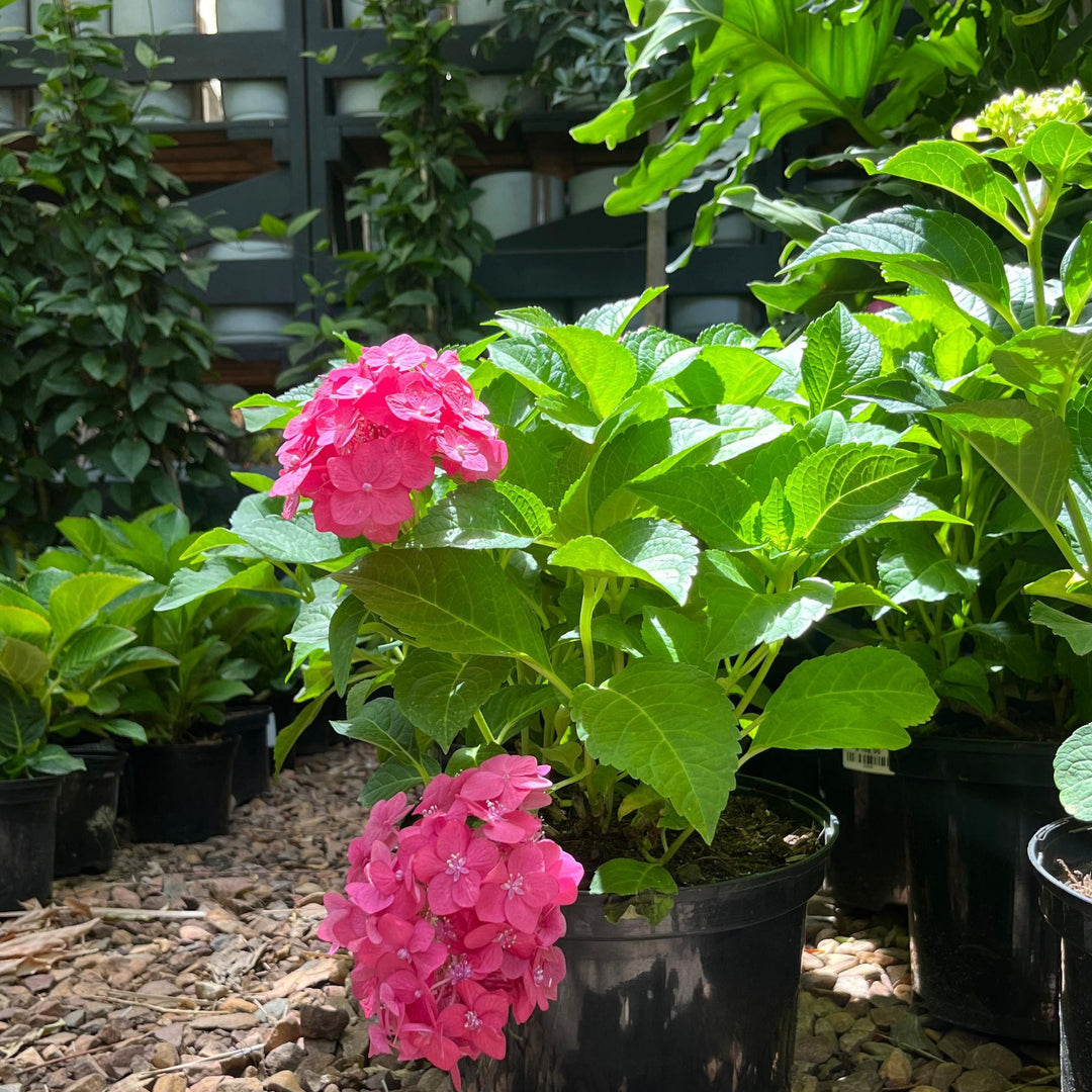 Hydrangea Endless Summer Love | Cape Town Shade Plant Western Cape