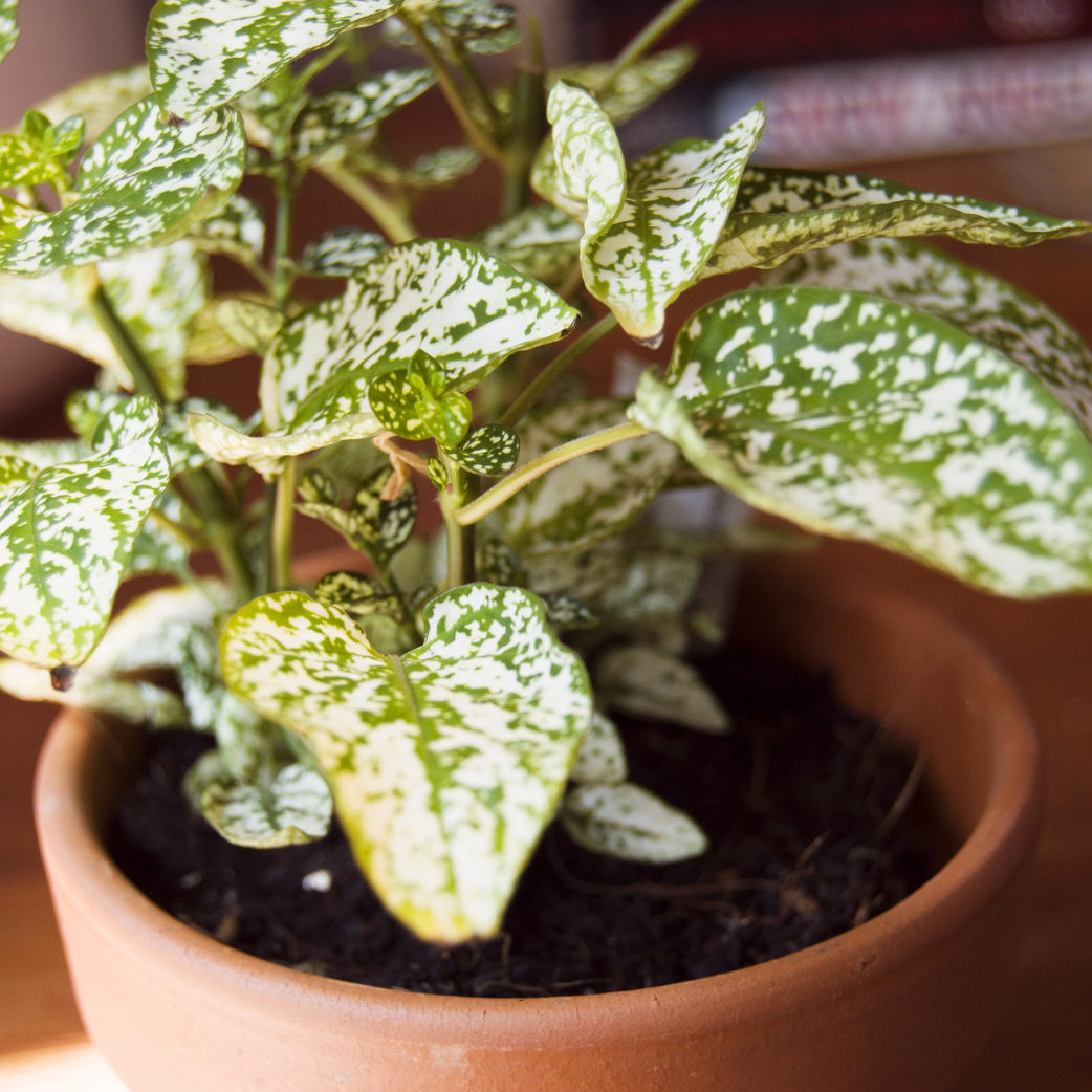 polka dot pothos Hypoestes