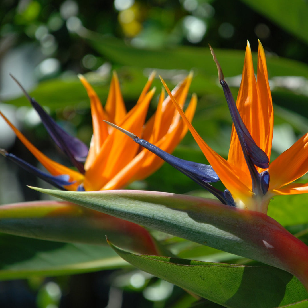 【id-plants】 ZZ Plant - Raven - LARGE | Indoor Plant