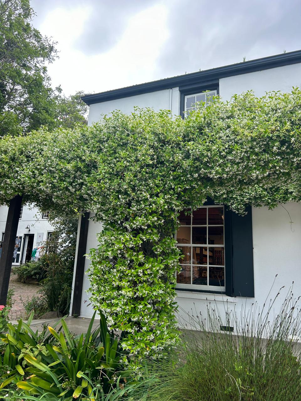 Star Jasmine | Fragrant Evergreen Climber for Fences & Walls