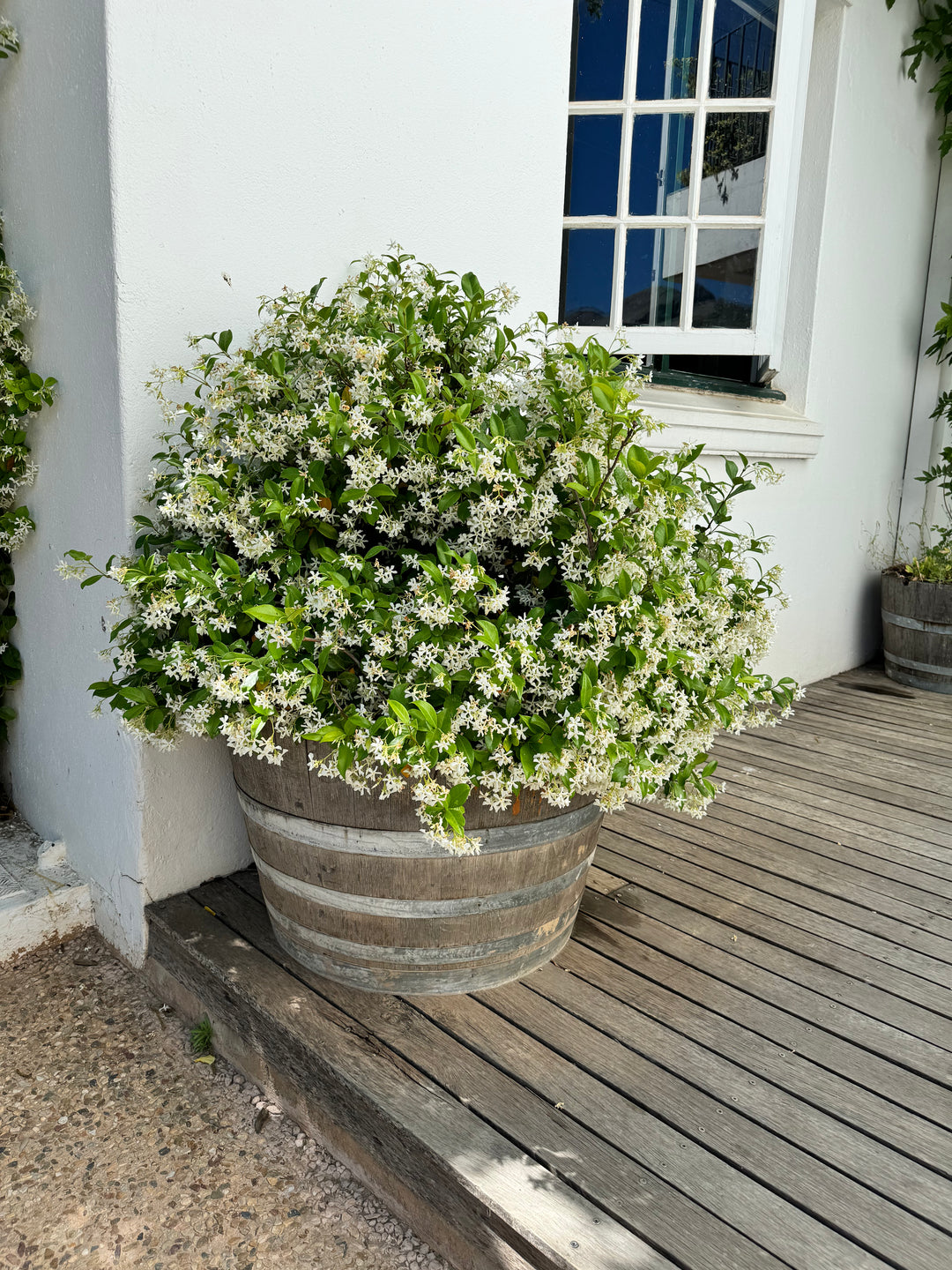 Star Jasmine | Fragrant Evergreen Climber for Fences & Walls