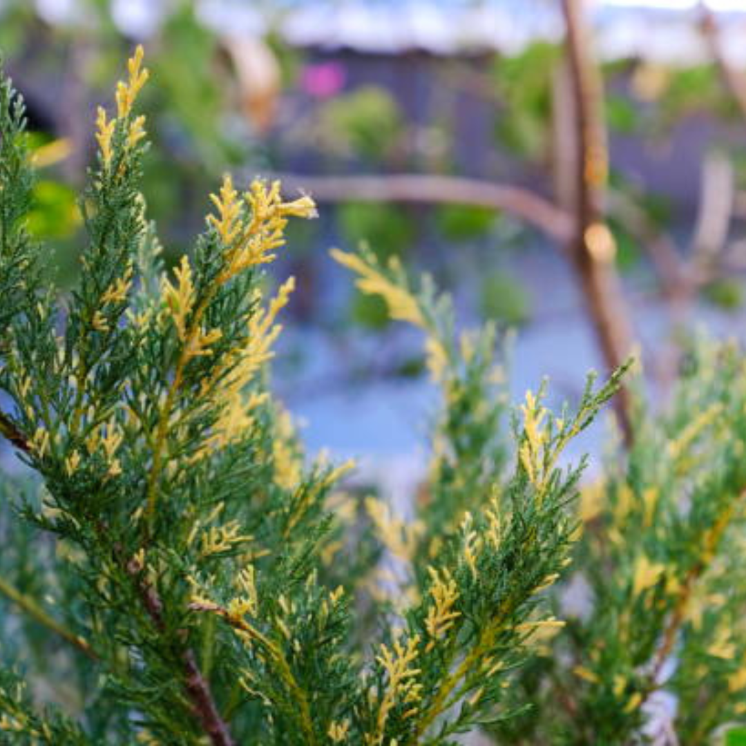 Juniperus Chinensis Variegata