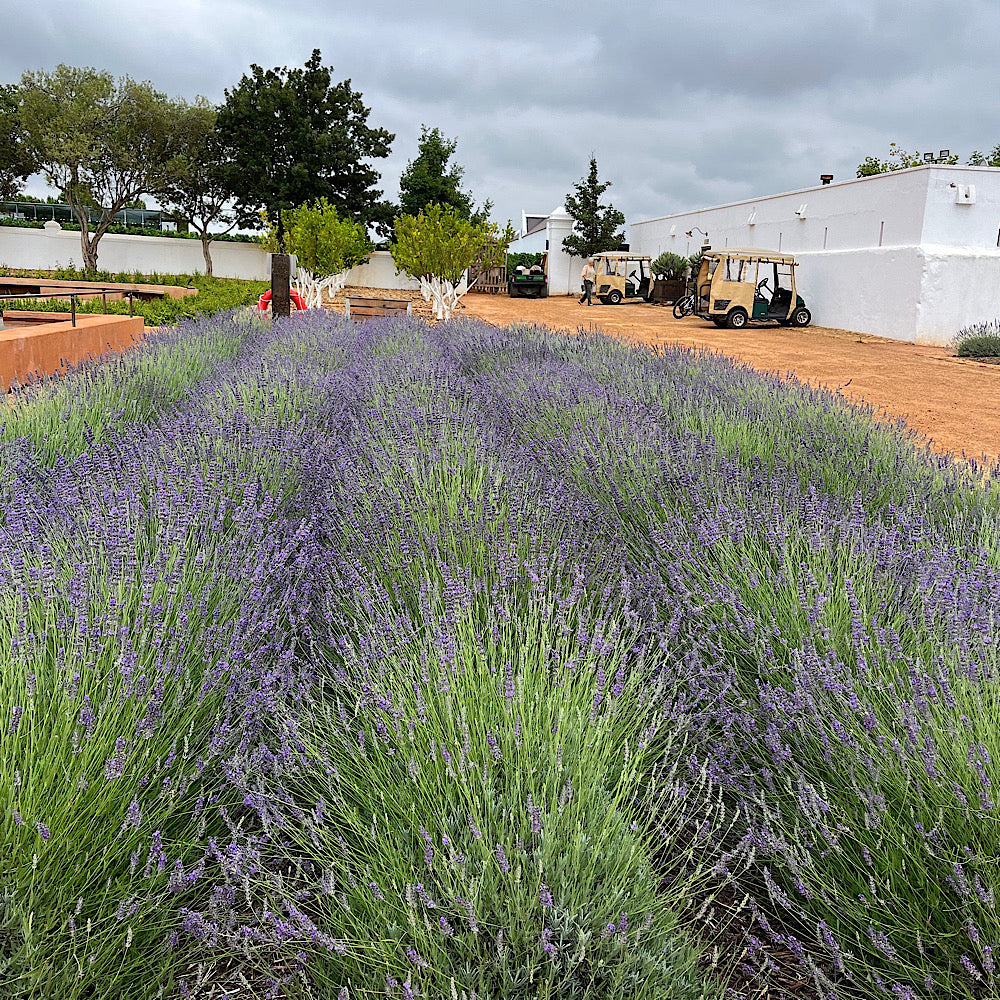 lavender plants south africa Buy Lavender Margaret Roberts