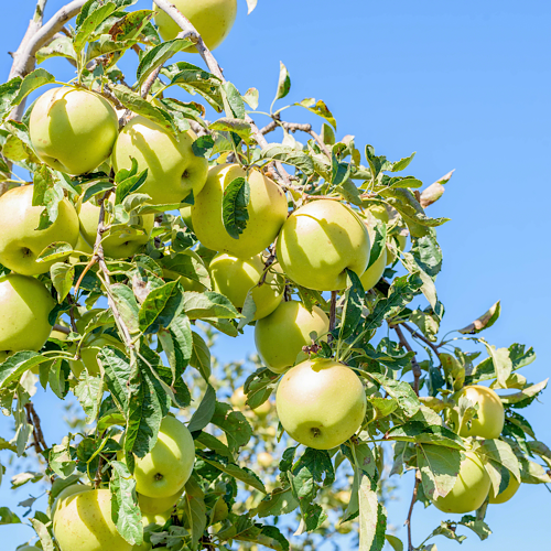 Delicious Apple Garden