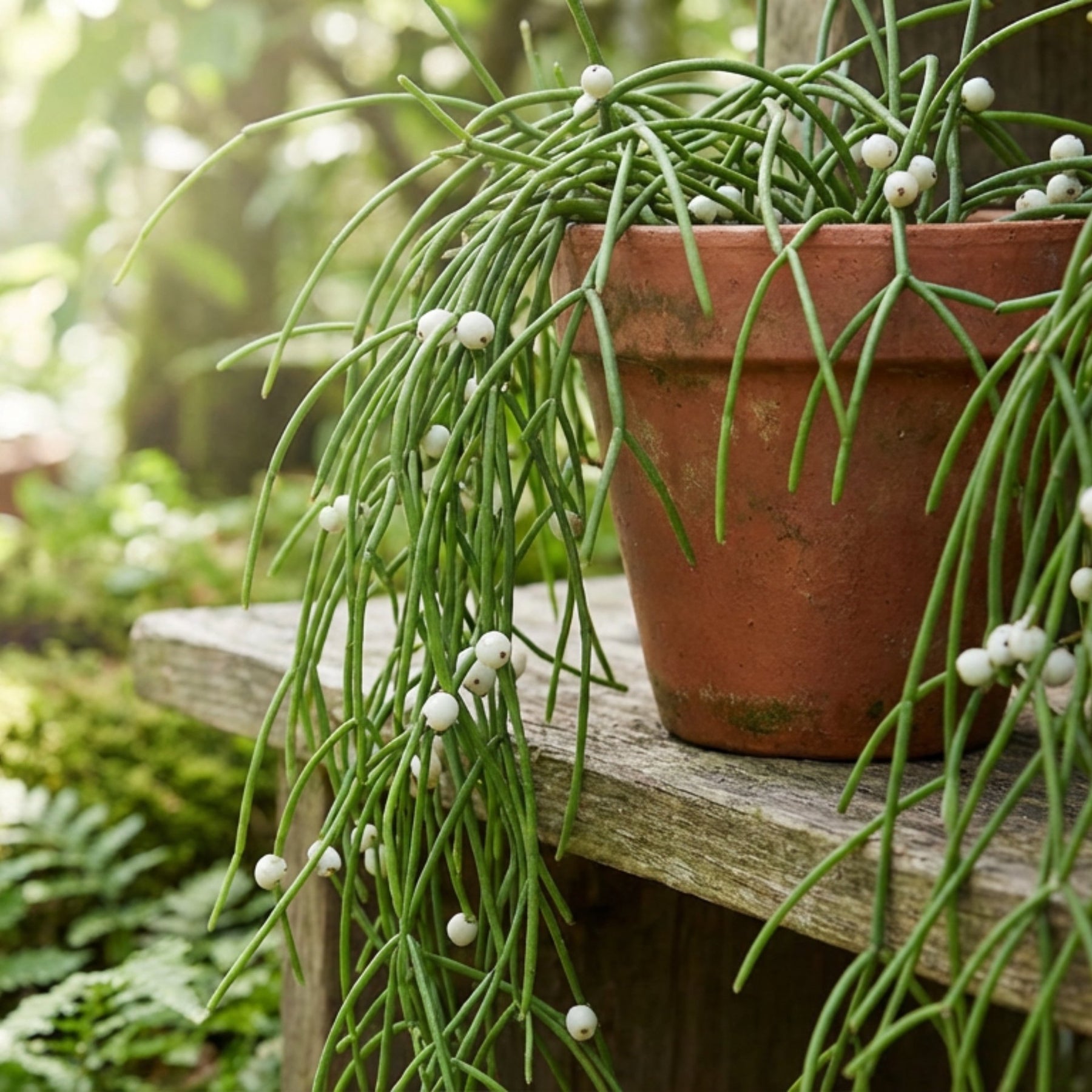 mistletoe house plant Mistletoe Cactus | Rhipsalis Baccifera