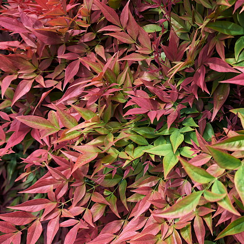 Heavenly Bamboo 'Obsession'-Compact Colour Shrub For Sale – Cape