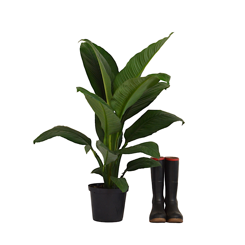 african peace lily Peace Lily's in Cape Town – Cape Garden Online