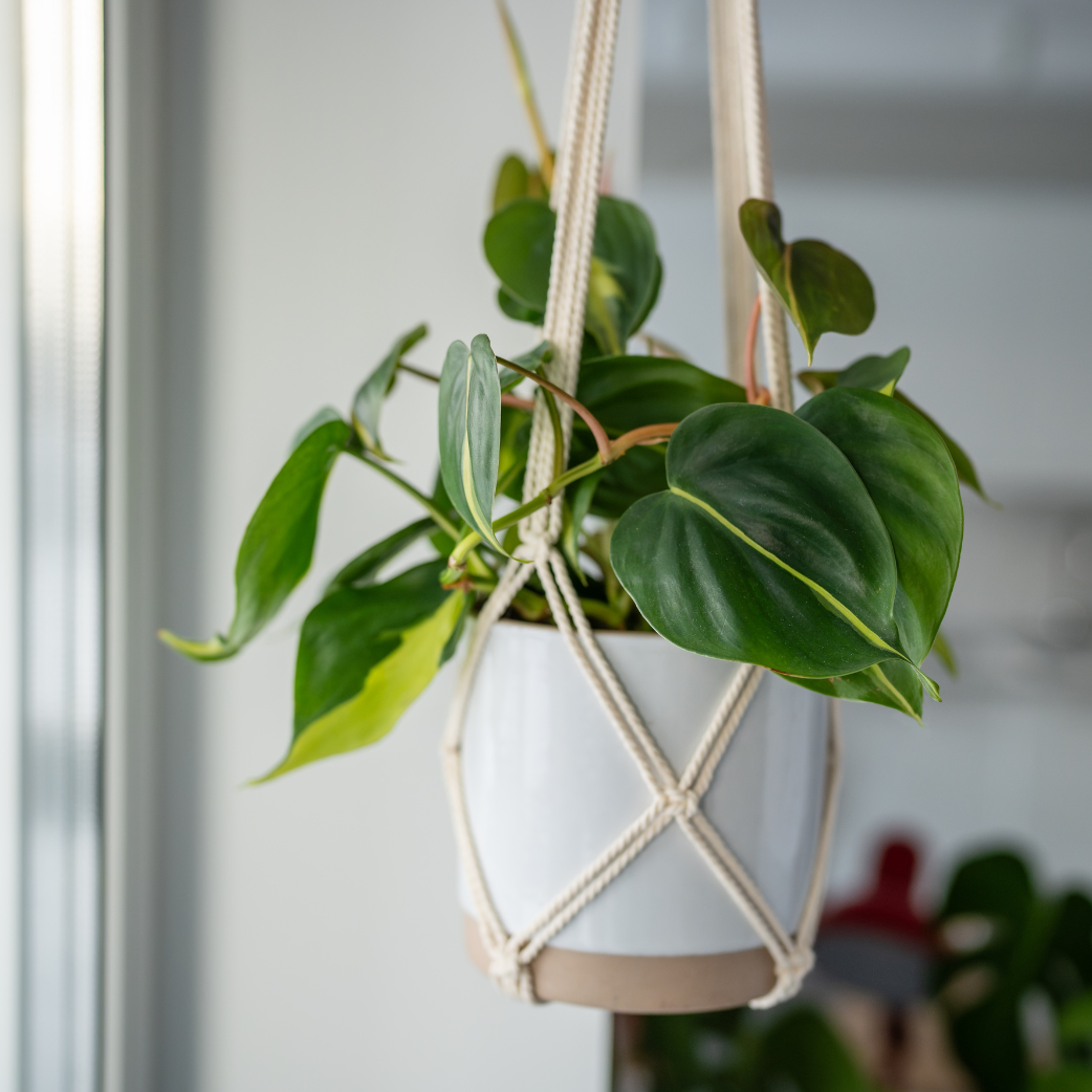 hanging plants cape town Variegated Philodendron Scandens