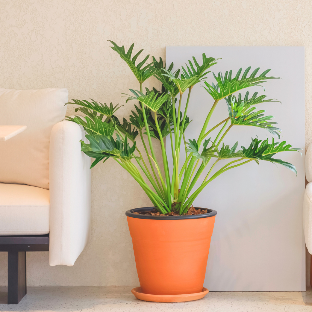 buy philodendron xanadu online Philodendron 'Xanadu' Plant for Sale in Cape Town – Cape Garden Online