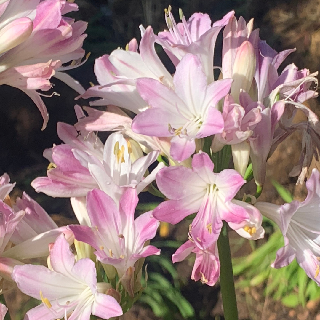 Pink Agapanthus 'Blush Pink' - Rare Evergreen Perennial | Cape