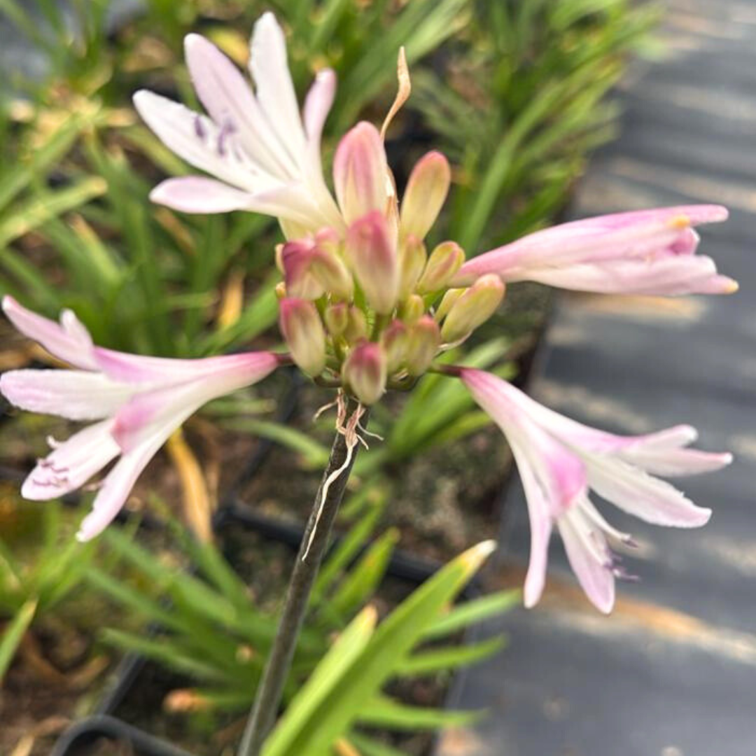 Pink Agapanthus 'Blush Pink' - Rare Evergreen Perennial | Cape