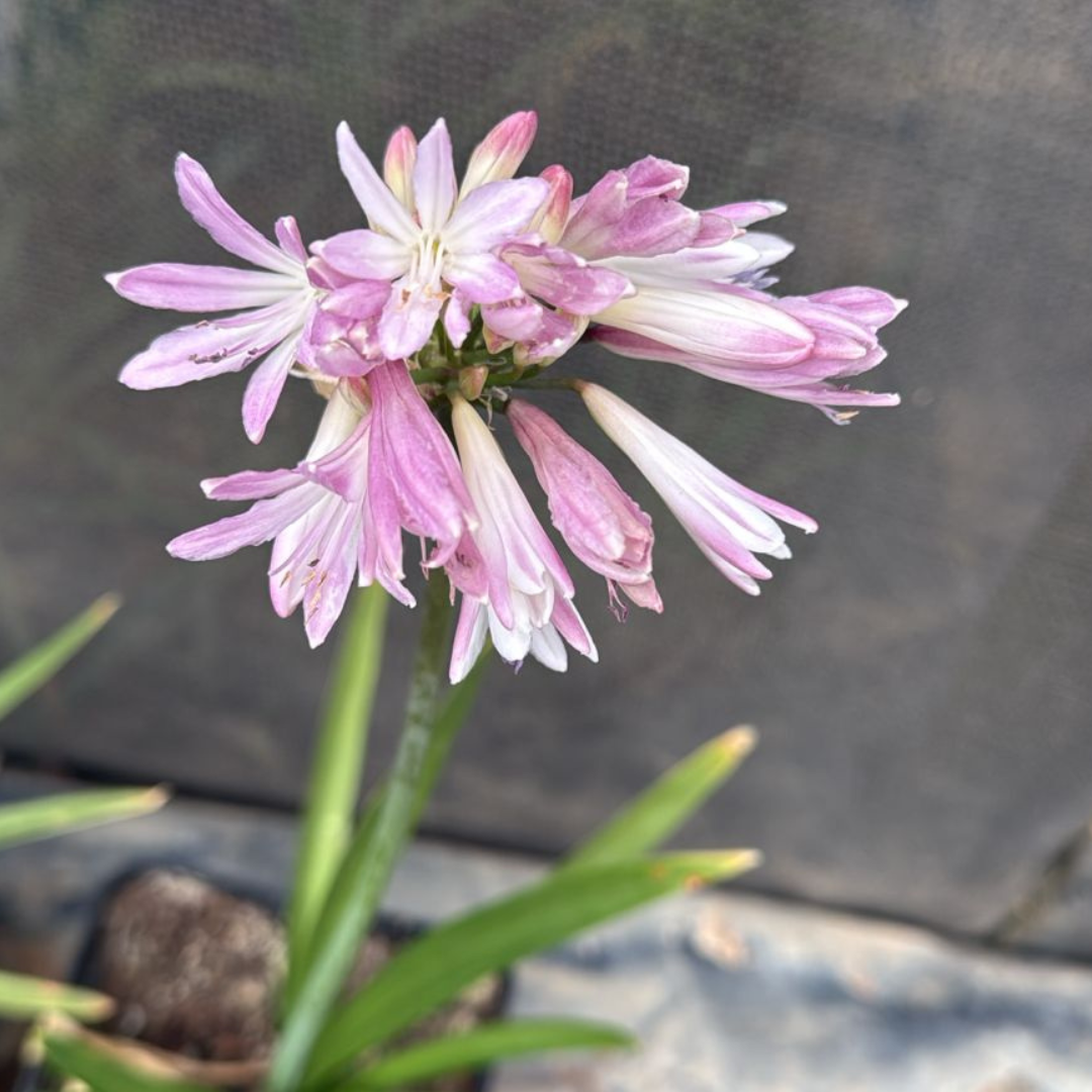 Pink Agapanthus 'Blush Pink' - Rare Evergreen Perennial | Cape