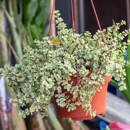 portulacaria afra benefits Variegated Spekboom