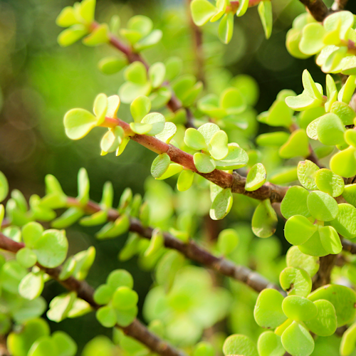 portulacaria afra aurea Yellow Spekboom