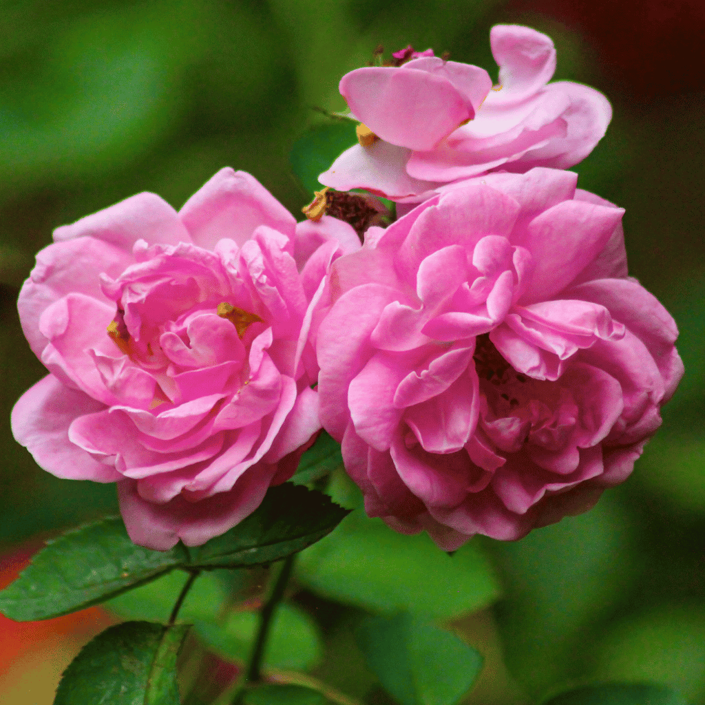 Brilliant Pink Iceberg Rose | Rosa 'Iceberg' – Cape Garden Online