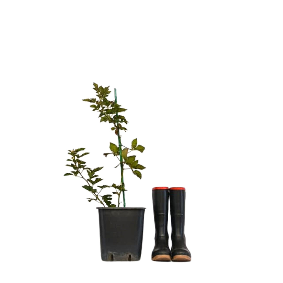 Thornless Blackberry Plant Cape Town | Rosoblack Prime Rubus