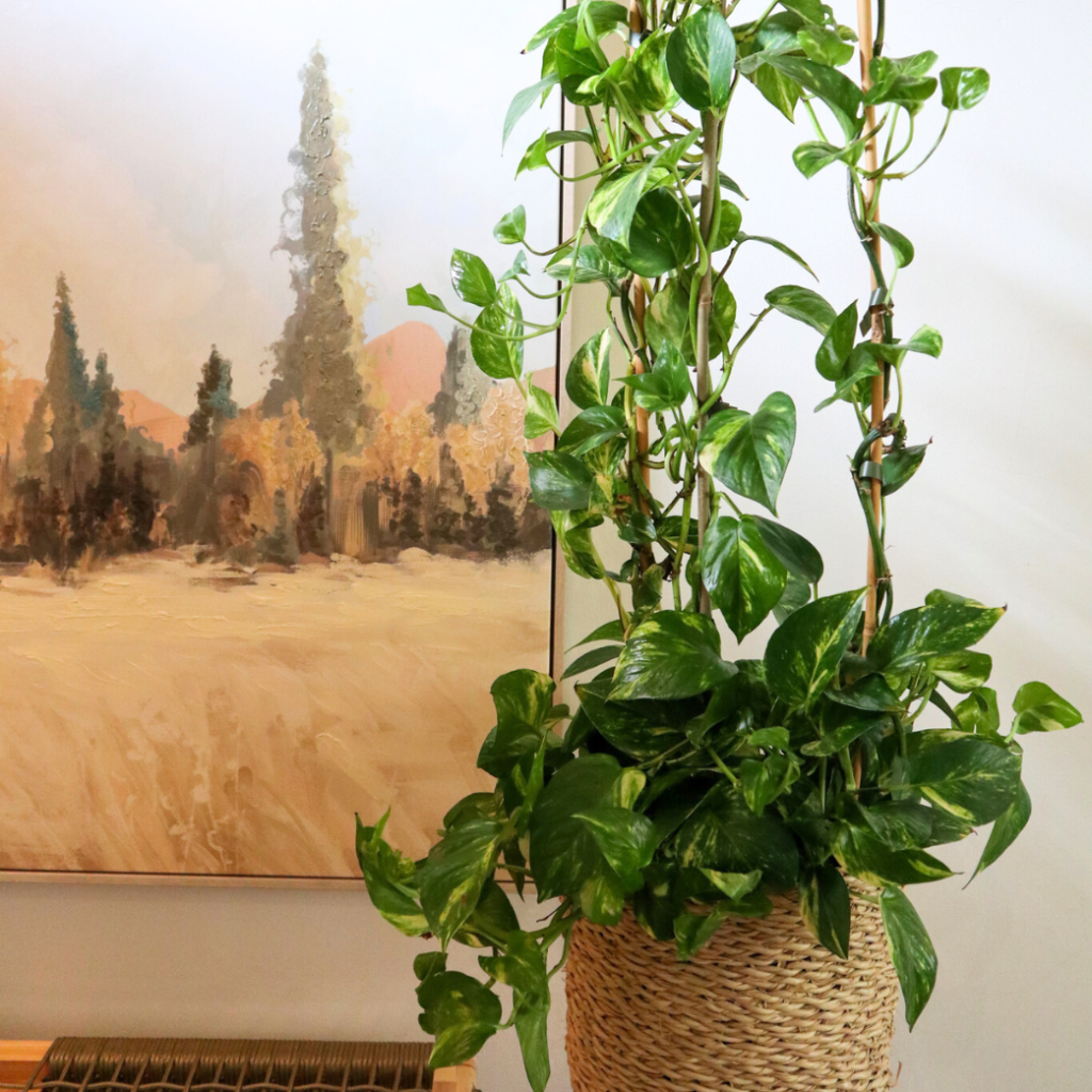 golden pothos scindapsus aureus Golden Pothos | Scindapsus Aureus