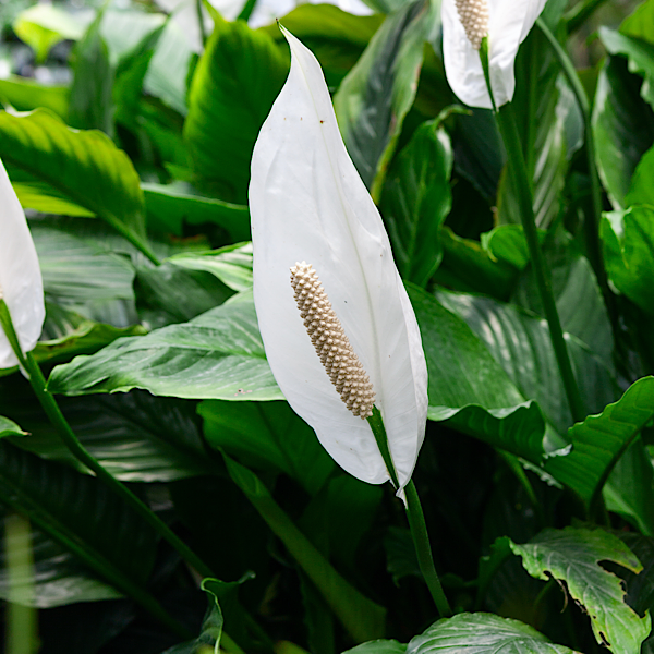 peace lily south africa Peace Lily