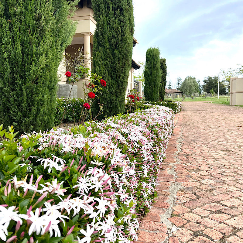 Shrubs Perennials Landscaping Flowering Plants – Cape Garden