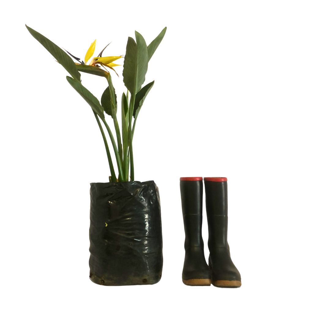 Stelitzia_MandelasGold_20L_Cap