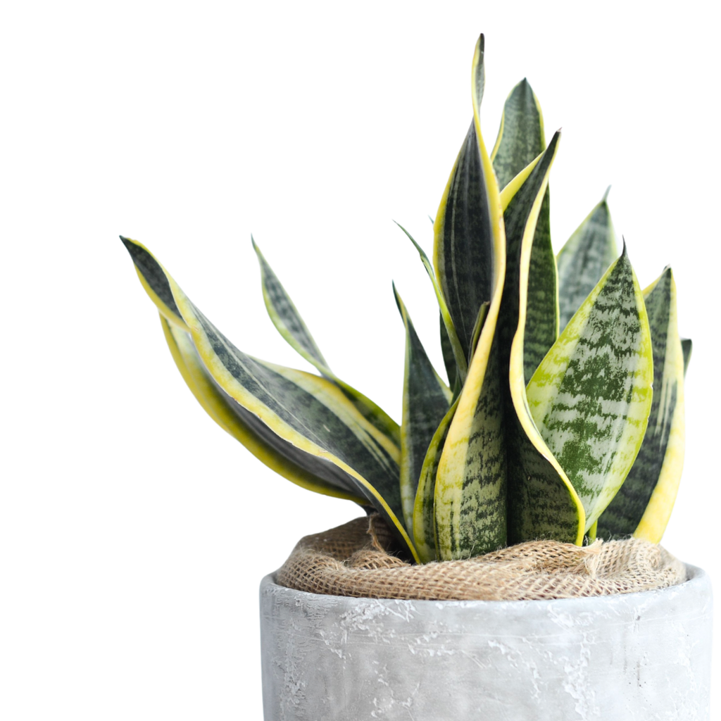 Superba Snake Plant | Buy Sansevieria in Cape Town – Cape Garden