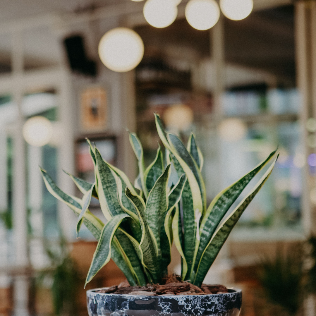 Superba Snake Plant | Buy Sansevieria in Cape Town – Cape Garden