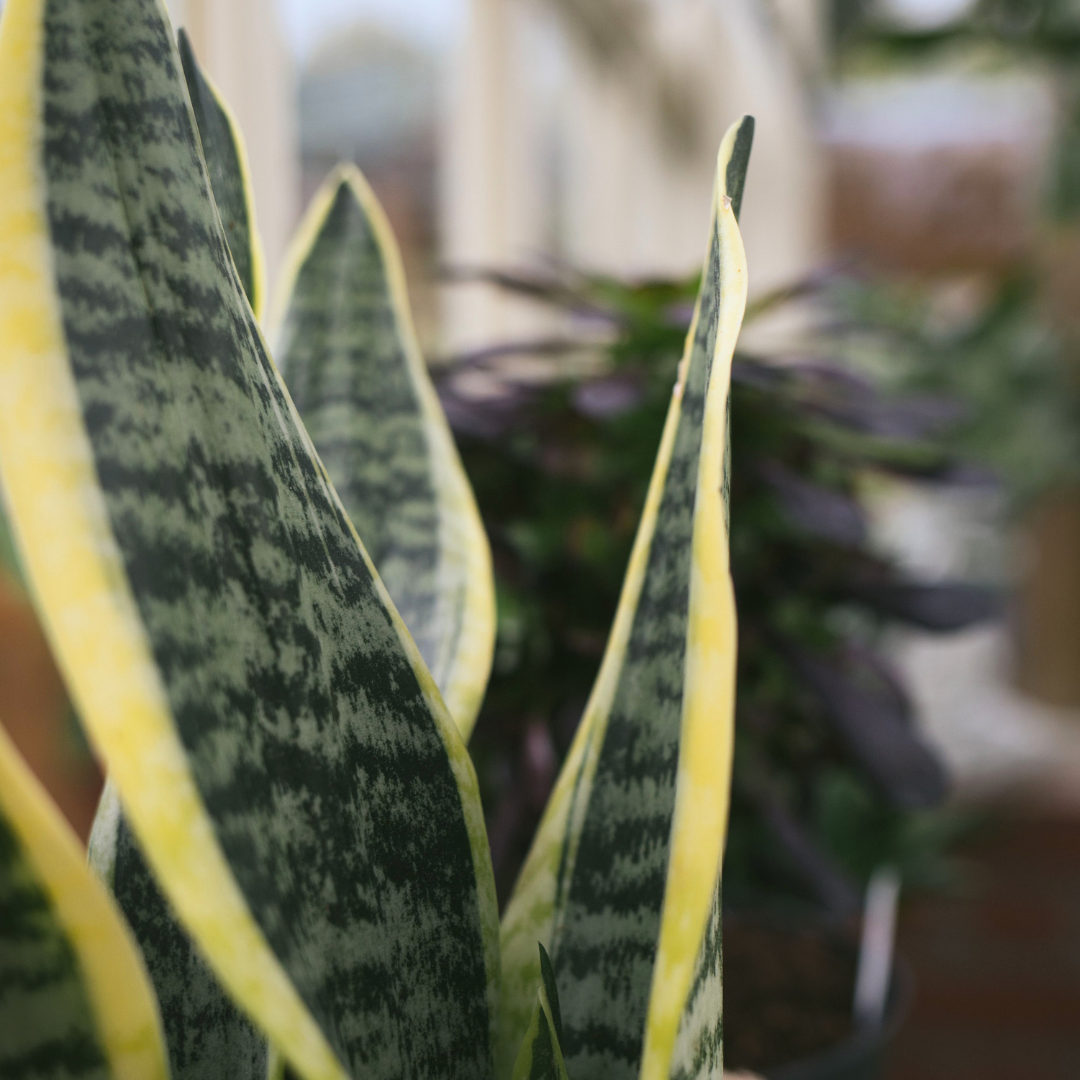 Superba Snake Plant | Buy Sansevieria in Cape Town – Cape Garden