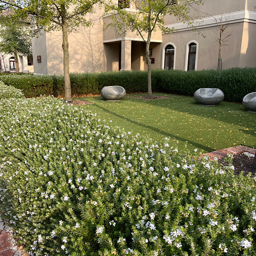 Australian Coastal Rosemary - Salt Tolerant Shrub | Cape Garden
