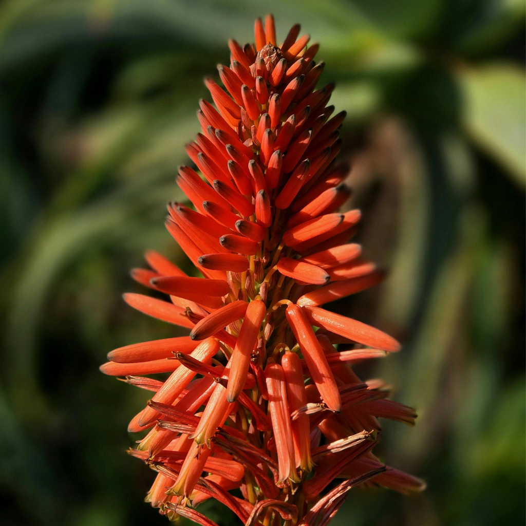 Buy Aloe Castanea Western Cape | Cat's Tail Aloe