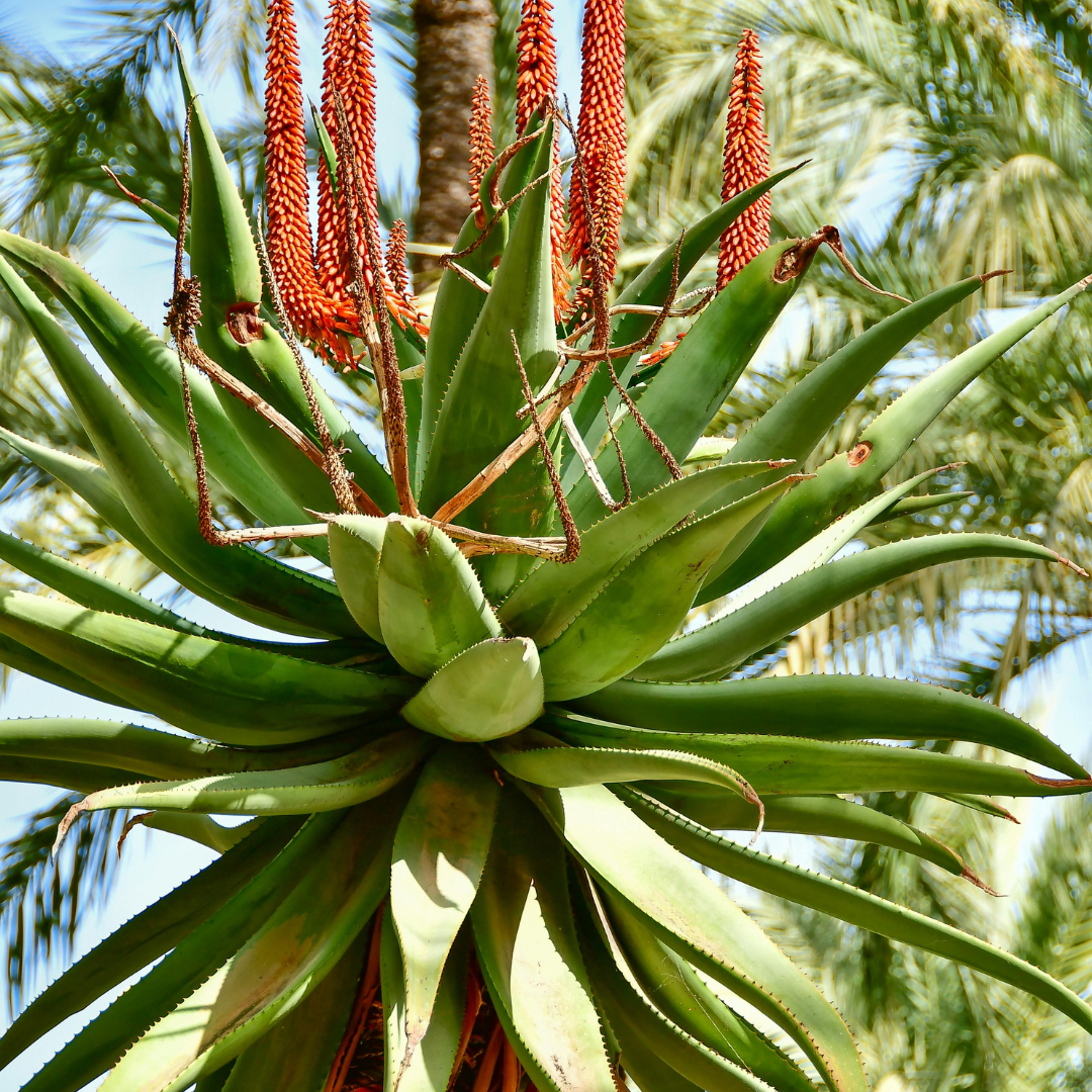 Buy Aloe Castanea Western Cape | Cat's Tail Aloe