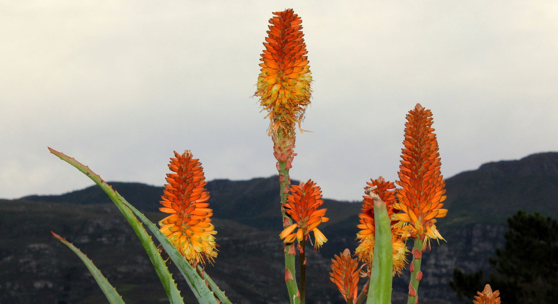 aloe plant orange flowers